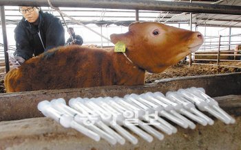 구제역 2차 예방백신 접종 15일 광주 북구 충효동 한우 사육농가에서 수의사와 북구청 방역반원들이 구제역 청정지역인 광주 전남에서 구제역 2차 예방백신을 접종하고 있다. 박영철 기자 skyblue@donga.com