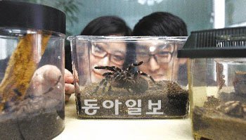 거미 전갈 지네 등 과거에 혐오스럽게만 여겨졌던 동물을 애완용으로 기르는 사람들이 늘고 있다. 거미 등 절지류를 기르는 사람들의 모임인 네이버 카페 ‘아이모’의 운영진인 정아 씨(왼쪽)와 이성현 씨가 이 씨의 타란툴라 거미를 살펴보고 있다. 이 씨는 크고 작은 거미를 20여 마리나 애완용으로 키우고 있다. 박영대 기자 sannae@donga.com