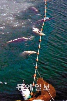 이달 초 새만금 방조제 안에서 그물에 걸려 죽은 채 발견된 쇠돌고래들. 동아일보DB