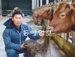 전남 영광군 법성면에서 ‘청보리 한우농장’을 운영하는 유경환 씨가 축사에서 암소에게 먹이를 주고 있다. 영광=정승호 기자 shjung@donga.com