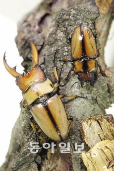 울산대공원 두점박이 사슴벌레. 울산시 제공