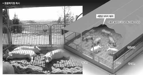 전남 해남의 동물복지형 돼지농장 ‘강산이야기’의 축사 모습. 활짝 열린 벽을 통해 들어오는 햇빛을 받으며 돼지들이 낮잠을 자고 있다.