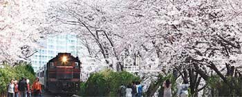 벚꽃이 아름답기로 유명한 진해 경화역 주변