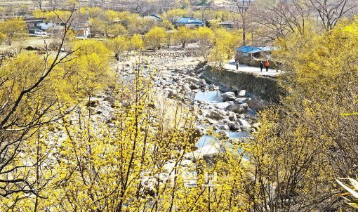 산수유 노란 꽃대궐 구례 산동마을. 산수유는 잎보다 꽃이 먼저 핀다. 맵고 알싸한 봄바람을 맞으며 우르르 떼지어 돋아난다. 가슴 속 활활 타오르던 천불이 차고 넘쳐, 마침내 울컥 토해낸 열꽃 덩어리들. 산수유꽃은 향기가 없다. 색깔이 진해야 벌과 나비의 눈길을 끌 수 있다. 산수유꽃은 꽃판 하나에 수십개의 꽃이 구슬처럼 달려 있다. ‘노란 좁쌀꽃 덩어리’ 같다. 구례=서영수 전문기자 kuki@donga.com