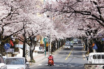 제주지역 왕벚꽃이 화사하게 피었다. 사진은 제주시가 왕벚꽃 7대 명소의 하나로 지정한 전농로 일대. 임재영 기자 jy788@donga.com