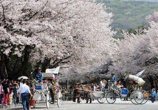 한국마사회가 9일부터 17일까지 매 주말마다 벚꽃이 만발한 서울경마공원에서 새봄맞이 대축제를 개최한다. 사진은 축제 기간 동안 무료로 운영되는 꽃마차의 모습.