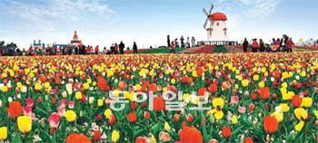 ‘섬의 천국’인 전남 신안군에서 가장 위쪽에 위치한 임자도는 4월 중순이면 형형색색의 튤립으로 물결을 이룬다. 올해 튤립 축제는 15일부터 10일간 펼쳐진다. 신안군 제공