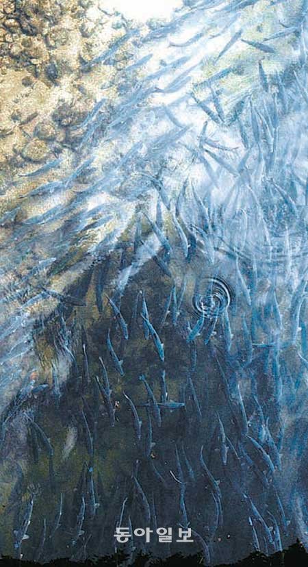 울산 울주군 범서읍 점촌교 부근에서 목격
된 황어떼. 태화강 상류의 맑은 모래밭에
서 산란을 위해 이동 중이다. 울산시 제공