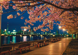 벚꽃은 피었으나 찾는 이가 없다. 일본 시나노 강의 4월 봄밤 풍경.