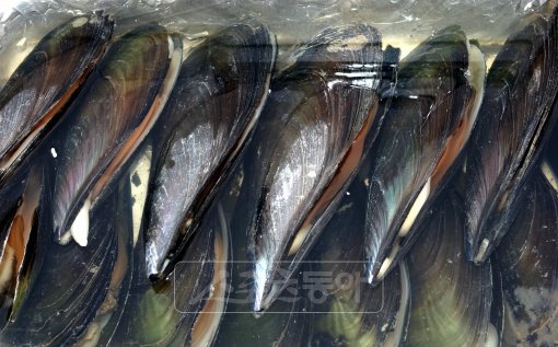 ‘조개 중의 조개’로 불리는 키조개