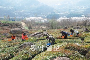 19일 경남 하동군 화개, 악양면 일원에서 올해 햇녹차 수확이 시작됐다. 하동군 제공