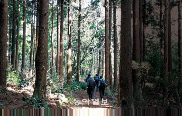 한라산 허리를 도는 둘레길 총연장 80km 가운데 1구간인 서귀포시 법정사에서 서호동까지 9km가 열린다. 다양한 생태계와 함께 최적의 삼림욕 장소인 편백나무 숲이 이 구간에 있다. 임재영 기자 jy788@donga.com