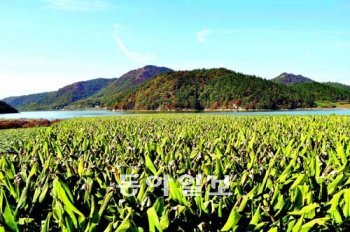 전남 진도군 진도 일대가 울금으로 뒤덮여 있다. 카레의 주원료인 울금(아래)은 아열대 식물로 따뜻한 기후에서 자란 진도산이 품질이 우수한 것으로 알려져 있다. 진도군 제공