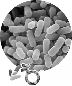 내장 속에 락토바실루스 플란타룸 박테리아를 가진 초파리는 같은 박테리아가 있는 상대를 배우자로 선택했다.데니스 쿤켈 마이크로스코피 제공