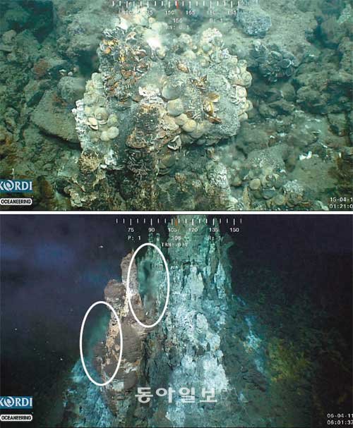 뜨거운 물 솟는 열수광상에… 새우-고둥-게 다닥다닥 심해저 열수광상에 붙어사는 생물은 대개 몸 색이 밝다. 수심 1km 해저에는 햇빛이 닿지 않기 때문에 몸 색이 밝아도 포식자의 눈에 띄지 않기 때문이다. 열수광상에 작은 새우류와 고둥, 게가 생태계를 이루고 사는 모습(위). 열수광상은 열수가 뿜어져 나오는 곳마다 굴뚝이 생겨 독특한 형상이 된다. 열수의 온도와 함유된 물질에 따라 굴뚝 색이 변한다. 뿌옇게 보이는 부분(동그라미 안)은 열수가 솟아나오는 모습이다 (아래). 한국해양연구원 제공