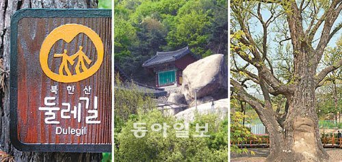 ‘북한산둘레길’로 표시되는 도봉산둘레길 안내판(맨왼쪽).신록에 뒤덮인 암자(가운데).서울에서 가장 오래된 방학동은행나무.늙은 가지에 연둣빛 여린 잎들이 돋아나고 있다.