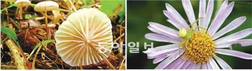 서울 마포구 성산동 월드컵공원에 나타난 낙엽버섯류(왼쪽)와 꽃게거미. 서울시는 버섯 5종과 거미 54종이 이 공원에서 새롭게 발견됐다고 16일 밝혔다. 서울시 제공