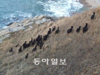 충남 태안군 외도에서 염소가 떼로 이동하며 풀을 뜯어먹고 있다. 아래는 전남 갈매도에 서식하는 염소가 풀을 다 뜯어 먹어 뿌리만 남은 모습. 국립공원관리공단 제공