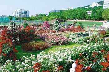 광주 동구 조선대가 아름다운 장미로 가득찼다. 1만8000여 그루의 장미가 심어진 조선대 장미원은 20일부터 3일간 장미 축제를 연다. 동아일보DB