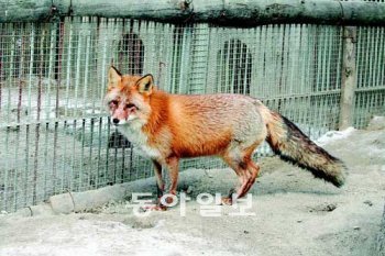 멸종위기종 1급인 붉은여우의 최초복원 종으로 선정된 서울대공원 붉은여우. 서울대공원 제공
