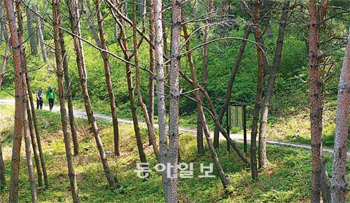 경북 봉화군 춘양목 군락지 외씨버선 숲길. 춘양은 ‘하늘도 3평,땅도 3평, 꽃밭도 3평’이란 말이 있을 정도로 외진 곳이다.