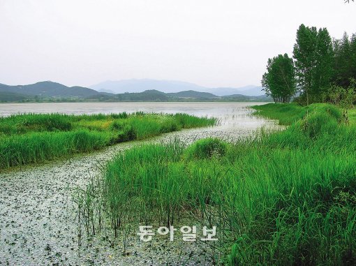 ‘살아 있는 자연사박물관’ 우포늪은 자연과 생태의 교과서나 다름없다.