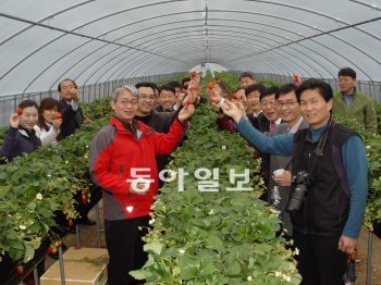 경북 경주시 서악동의 친환경 딸기농장에서 대도시 거주자들이 딸기수확 체험을 하고 있다. 이 농장은 ‘로컬푸드’ 운동과 관련해 지역 학교에 급식 재료를 공급하고 있다. 경주시 제공