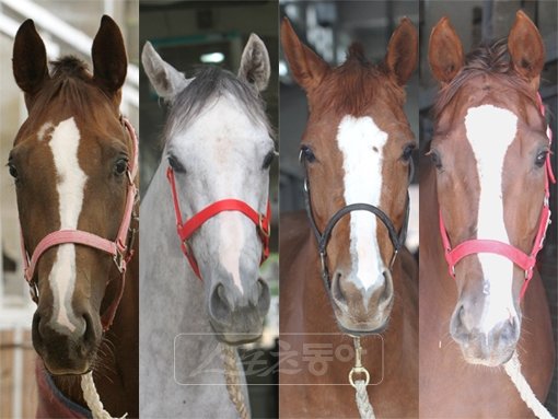 플로리다삭스, 라온글로리, 금비, 천운