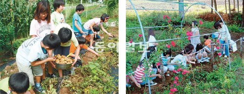 화천군 산양초교는 각종 친환경 시설과 교육 프로그램 운영으로 관심을 모으고 있다. 학교에 마련된 밭에서 감자를 캐는 학생들(왼쪽)과 ‘행복 가득한 길’에서 꽃을 가꾸고 있는 학생들. 산양초교 제공