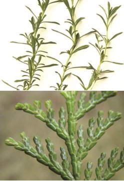 에코미스트에서 사용하는 천연원료인 피톤치드-편백나무(하)와 바이오트리-티트리(상)