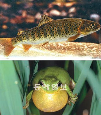 환경부는 온난화와 지역 개발 등으로 서식지를 잃어 개체 수가 크게 줄어든 열목어(위)와 수원청개구리(아래) 등 59종을 ‘멸종 위기종’으로 새로 지정했다. 환경부 제공
