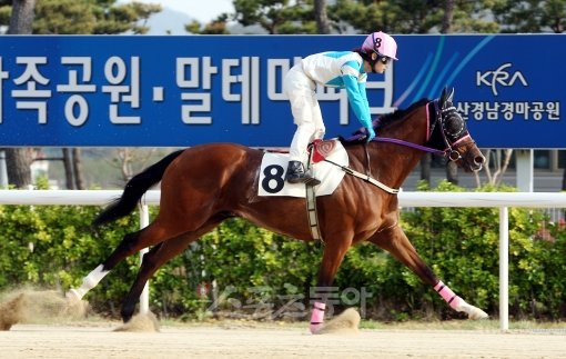 이번 주 일요일 15연승 대기록 도전에 나서는 ‘미스터파크’의 경주 모습.