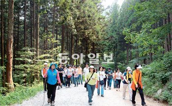 국내 최대 편백 인공 조림지인 전남 장성군 서삼면 축령산이 치유의 숲으로 각광을 받으면서 지난해 10만여 명이 다녀갔다. 17일 탐방객들이 축령산 임도를 따라 걷고 있다. 장성=박영철 기자 skyblue@donga.com