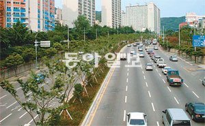 도시 숲 만들기 일환으로 푸르게 변한 부산 만덕로 중앙분리대가 운전자들에게 시원함을 선사하고 있다. 부산시 제공