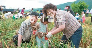 ‘명품의성마늘(햄) 이미지마케팅 전국민 투어’ 참여자들이 18일 경북 의성군의 밭에서 마늘캐기 체험을 하고 있다. 의성군 제공