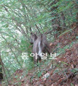 경북 영덕군 칠보산에서 촬영된 산양의 모습. 엉덩이와 꼬리를 드러낸 채 먹이를 먹고있다. 대구지방환경청 제공