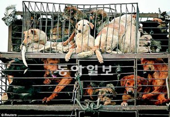 중국 산시 성 위린에서 어디론가 실려 가는 개들. 데일리메일은 이 사진의 제목을 ‘마지막 여행’이라고 붙였다. 사진 출처 데일리메일