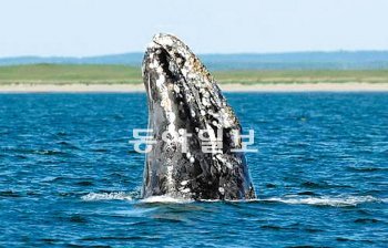 국립수산과학원 고래연구소가 찾고 있는 한국계 귀신고래. 동아일보DB
