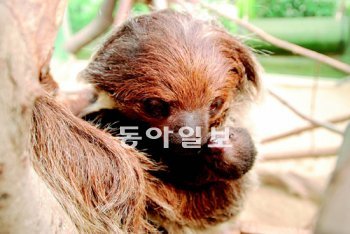 최근 서울동물원에서 자연 번식으로 태어난 두발가락 나무늘보 ‘만보’(오른쪽)가 지난달 28일 오후 남미관 나무늘보 우리에서 엄마 ‘쁜이’의 보살핌을 받고 있다. 서울동물원 제공