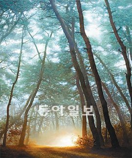 풍경을 통해 빛의 경이를 그리는 도성욱 씨의 작품. 가나아트센터 제공