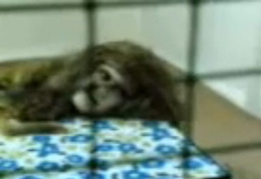 ‘인면견’ 영상 캡처