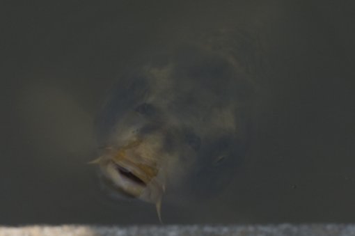 2005년 도깨비뉴스가 소개했던 현충사 인면어 ▷관련기사 보기