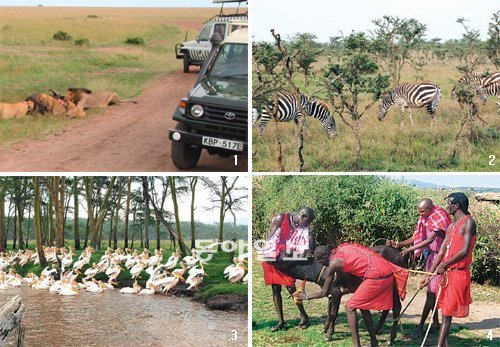 1 케냐 남부 마사이마라 국립공원에서 관광객들의 사파리 전용차량을 옆에 두고
사자 떼가 물소 한 마리를 잡아먹고 있다. 2 케냐 산 국립공원의 초원에서 얼룩말들이 풀을 뜯어 먹는 모습. 3 케냐 중부 나쿠루 호수에 한꺼번에 수백 마리의 펠리컨이 날아왔다. 4 마사이마라 지역에 사는 케냐 원주민 마사이족이 소의 목 부위에서 피를 뽑아 마시는 모습. 소 피는 마사이족이 평소에 즐겨 마신다. 마사이마라·나쿠루=유재동 기자 jarrett@donga.com