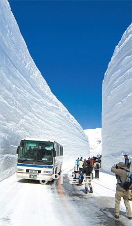 설벽 높이, 4월엔 17m… 7월에도 9m 케이블카로 오른 비조다이라에서 고원버스로 갈아타고 오르는 다테야마 구로베 알펜루트의 정점, 무로도 고원(해발 2450m)의 높이 17m 설벽 ‘유키노 오타니’(4월 16일 개통 당시 모습). 높이 1m 이상의 설벽은 23km 산악도로 중에 3km가량으로 그동안 계속 녹아내려 최고 높이는 9m로 낮아졌다. 다테야마 구로베 알펜루트 제공