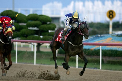 한국마사회가 경마 초심자를 위해 ‘마번자동선택’ 발매방식을 10월부터 정식 운영하기로 했다.사진제공｜한국마사회