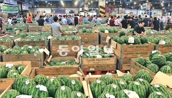 12일 오전 서울 송파구 가락동 청과물시장에서 경매에 나올 수박 수만 통이 새 주인을 기다리고 있다. 이 시장에선 12, 13일 이틀간 총 1378t의 수박이 반입돼 1273t이 경매를 통해 중도매상으로 팔려나갔다. 신원건 기자 laputa@donga.com