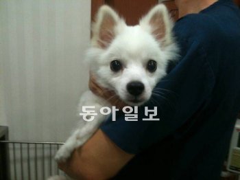 수의사 이종찬 씨가 폭우 후 서울 강남역 인근에서 주운 강아지를 찾아가라며 자신의 트위터에 올린 사진.