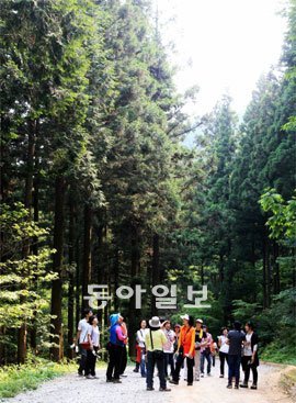 치유의 숲으로 사랑받고 있는 전남 장성 축령산을 찾은 탐방객들이 편백나무 숲길을 걷고 있다. 축령산에서는 13일부터 3일간 산소축제가 열린다. 박영철 기자 skyblue@donga.com