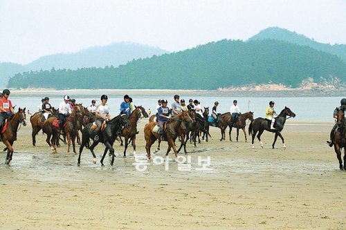 지난해 8월 전남 신안군 임자도 대광해수 욕장에서 열린 제1회 해변 말 축제에서참가자들이 말을 타고 해변을 달리고 있다. 신안군 제공