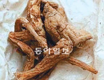 금산세계인삼엑스포에서 선보일 ‘천년 인삼’. 2008년 부산 원광사에서 불상 복장 유물로 발견됐다. 동아일보 DB